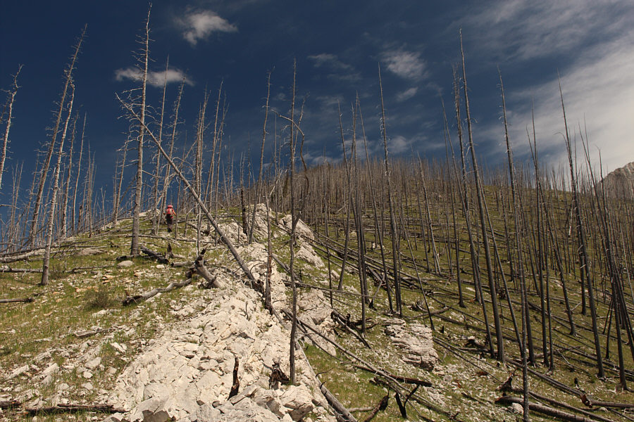 Wanna play pick-up-sticks??