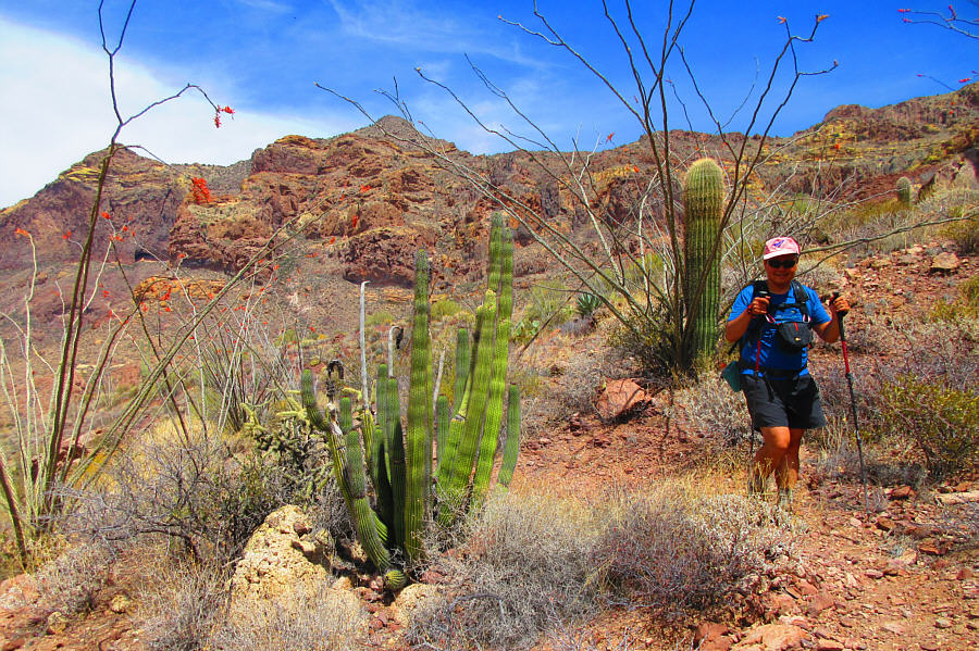 It's a good thing we don't have to bushwhack here--all are nasty!