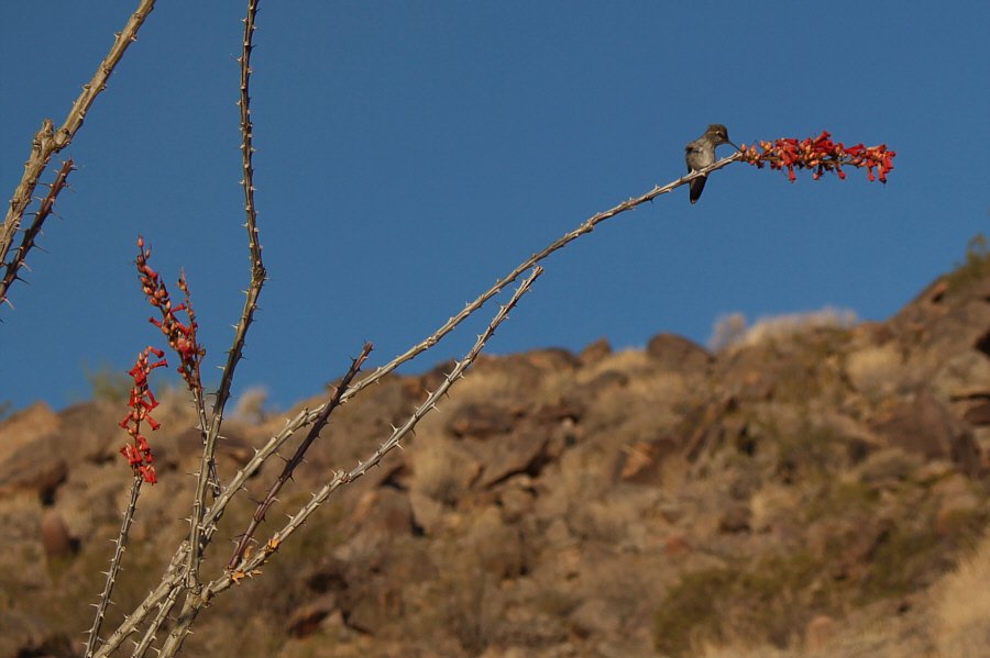 That is one nasty plant!