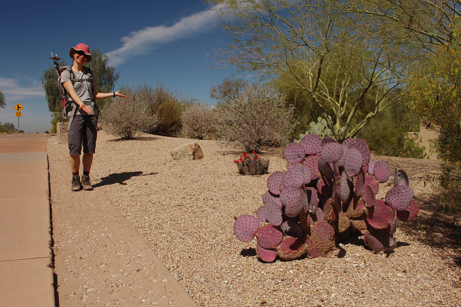 They look like grape lollipops. Care to lick one?