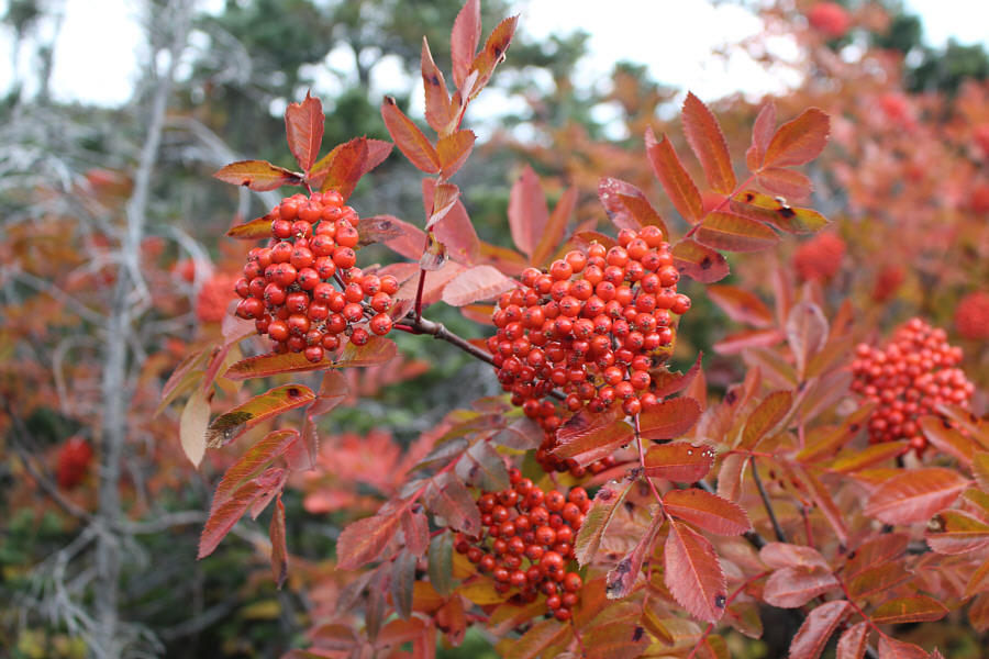 Too bad the fruits aren't really palatable.