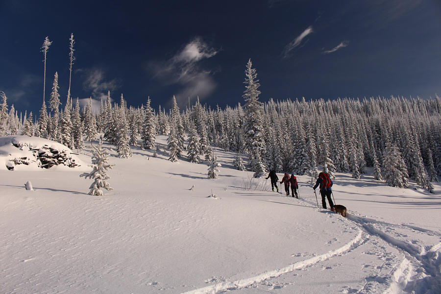 There's some good skiing to be found in those trees!