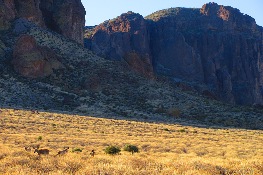 Where do they find water to drink around here??