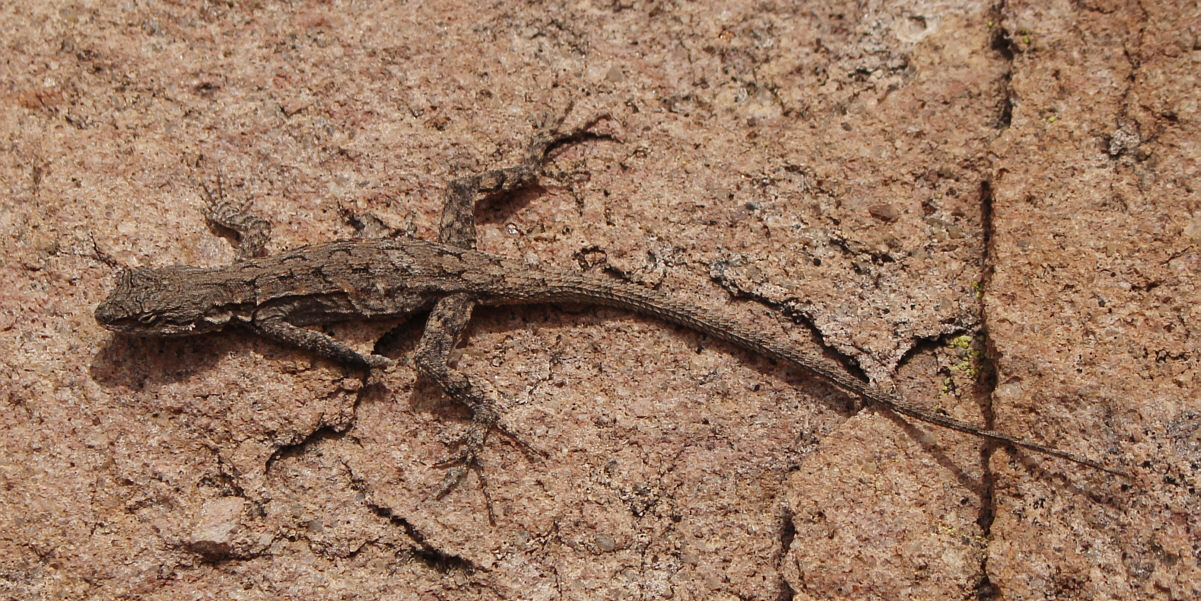 Could it possibly be the same one we saw the day before on Superstition Peak??