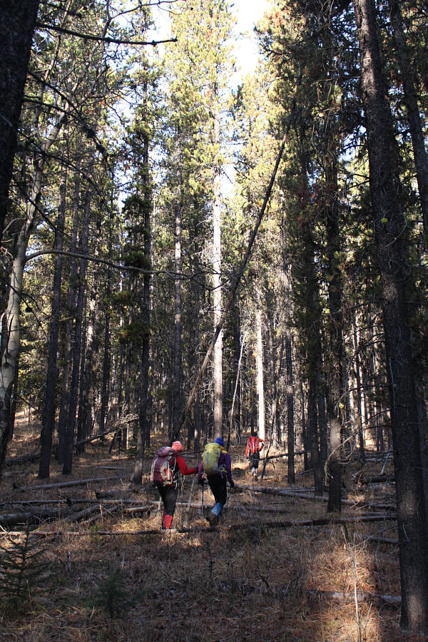 Very pleasant bushwhacking...if there is such a thing!