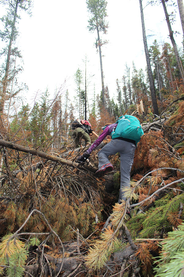 Someone needs to come here with a chainsaw or two...