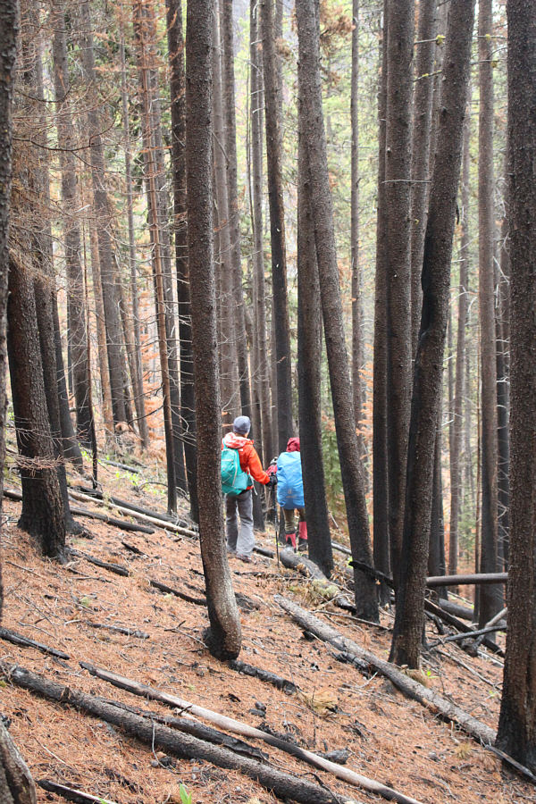 Beats bushwhacking, but this was so steep that I wish I had brought my ice axe!