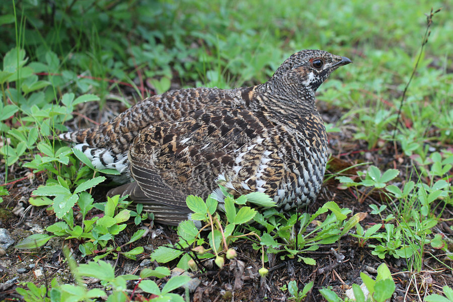 I had no idea there were chicks until I reached out to try and touch her!
