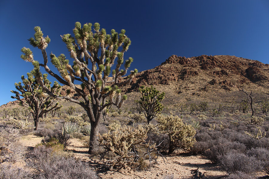 The low bushes are the real annoyance here!