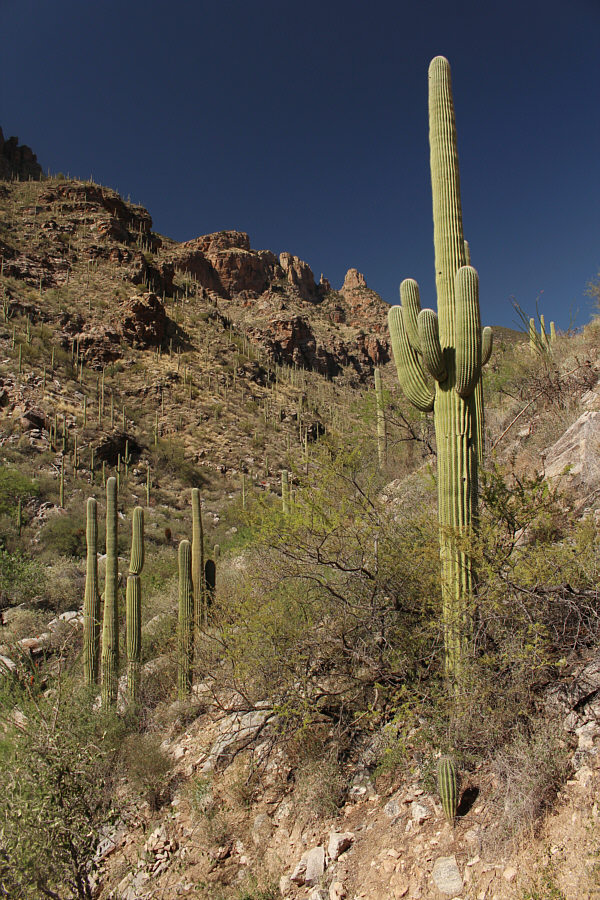 The sentinels of the Sonoran Desert!