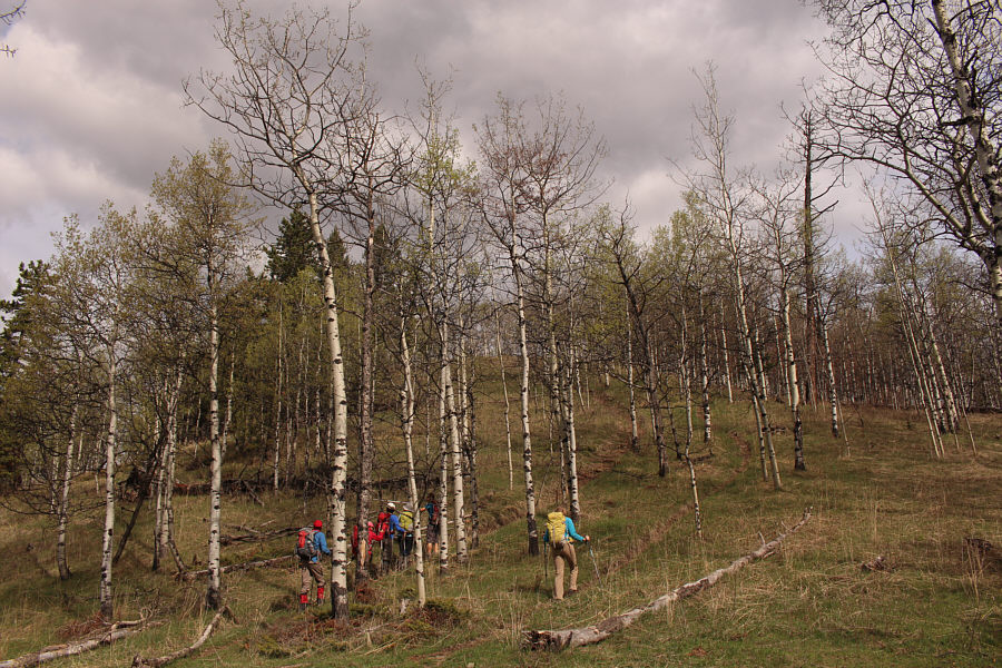 Two roads diverged in a yellow wood...