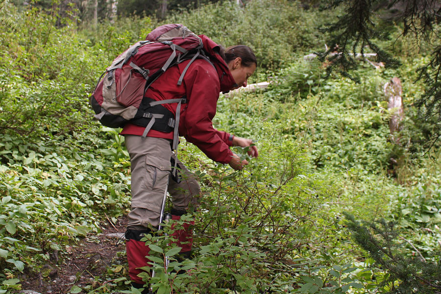 This was probably the single best day of eating huckleberries ever!