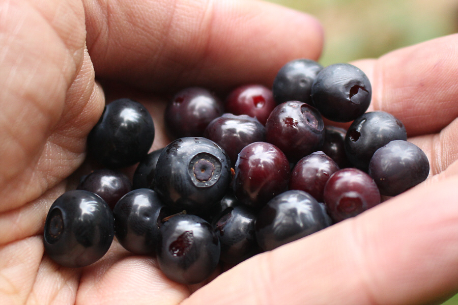 Guess where these ended up one second after the photo was taken! Mmmmmmmmmm!!!