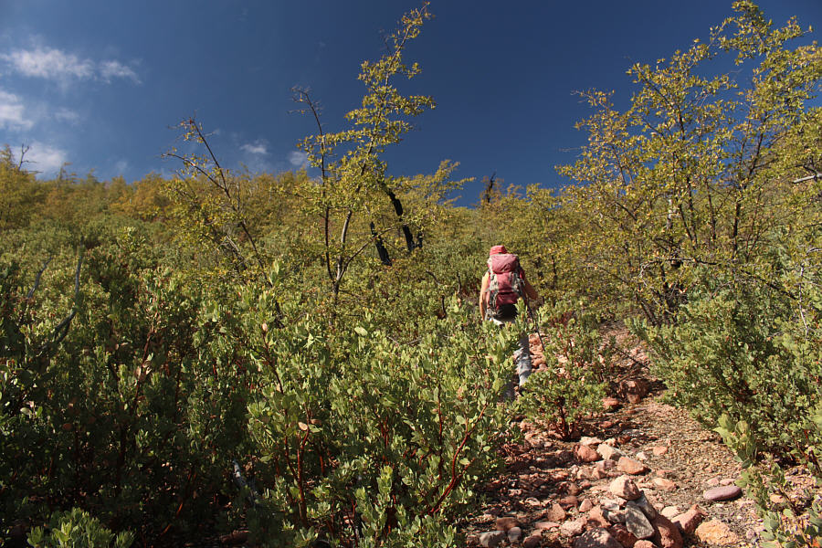 It is rare for a mountain as prominent as Mazatzal Peak to NOT have a trail that goes all the way up to the summit!