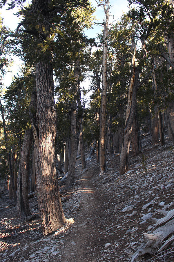 Except for a confusing branch trail early on which I inadvertently turned up by mistake!