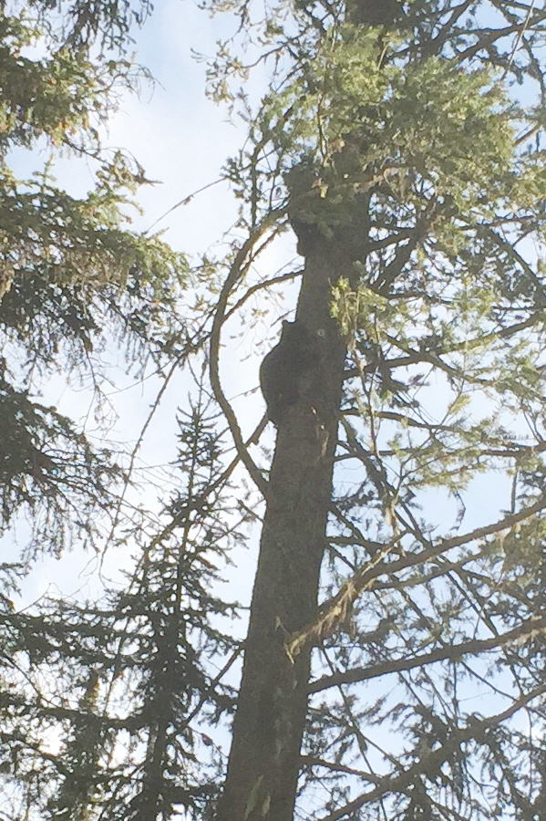 The bears apparently love to poop on the road as we counted about three dozen piles of scat during our drive out the next day!