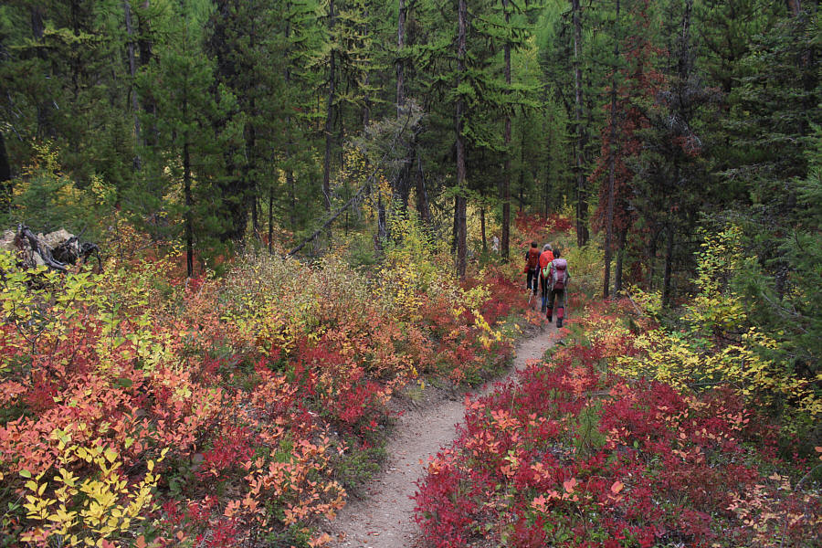 There are a few larches as well in the photo, but they have yet to turn colour.