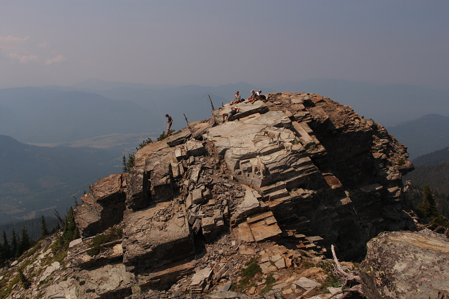 Despite the presence of the goats, the hikers' dog was remarkably calm.
