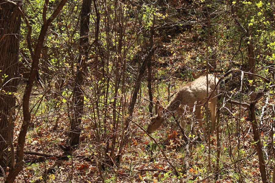 Yep, that 2nd deer is a bit hard to see!
