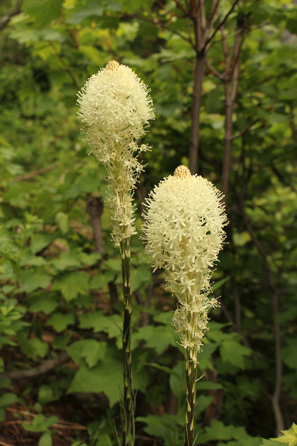 Makes the bushwhacking a little more bearable!