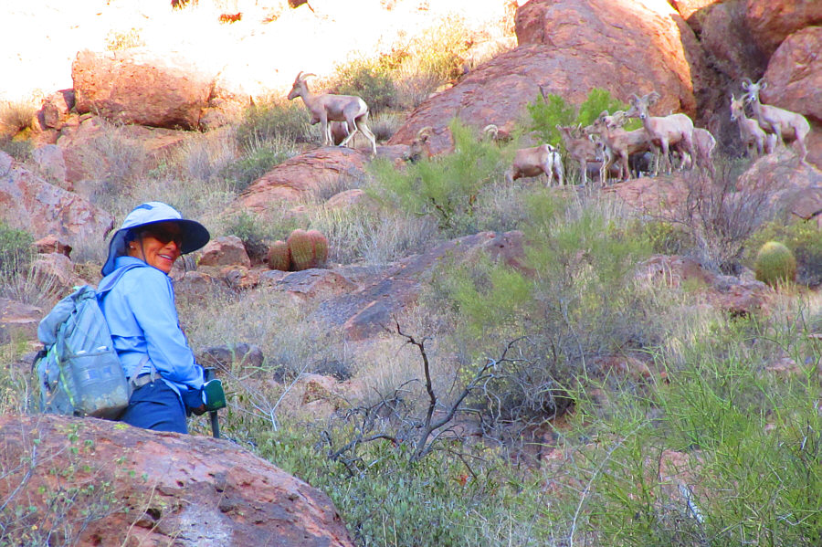 The sheep seem to be wary of an "Old Goat"!