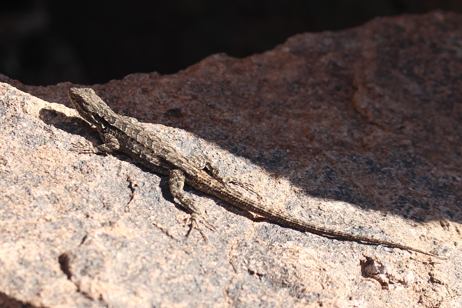 This thing is about as big as my Swiss Army knife!