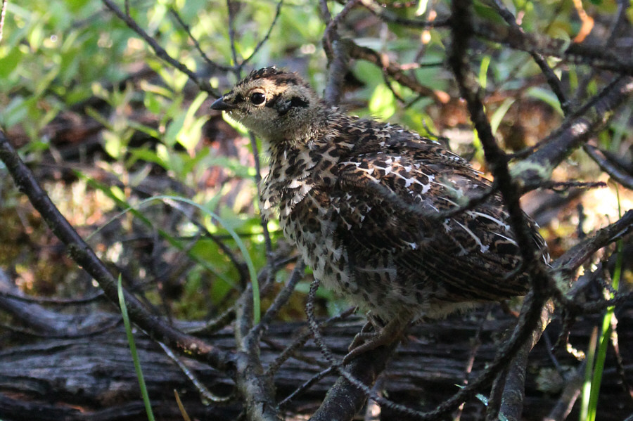 Its mother was nearby too!