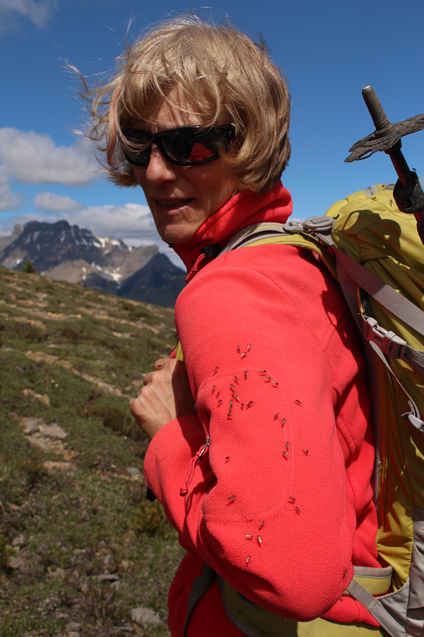 You could kill them all with one swat...but more would follow!