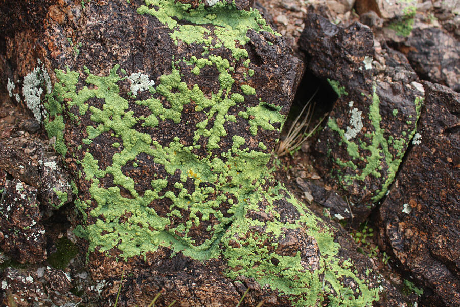 What's not to lichen about it?