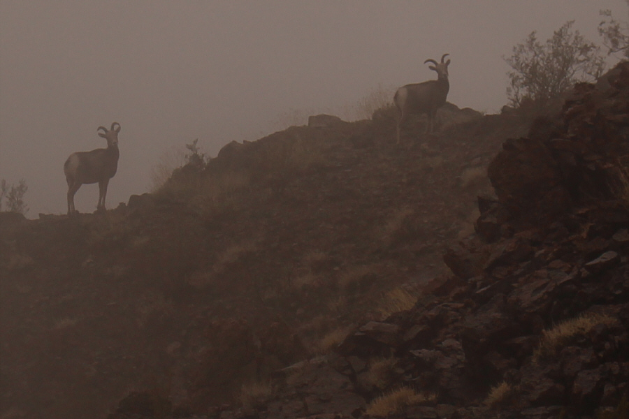 Sheep: WTF are these bipedal beasts doing here??