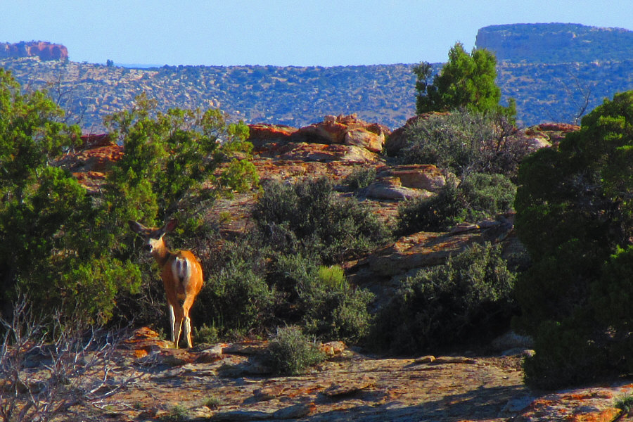 This deer stood frozen the whole time we walked by.