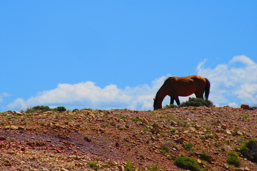 A horse, a horse! My kingdom for a horse!