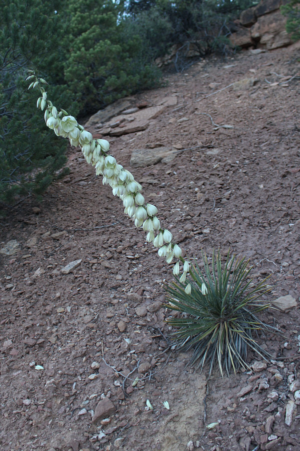 It's kind of interesting that this plant's main stalk grows perpendicular to the ground and not necessarily straight up.