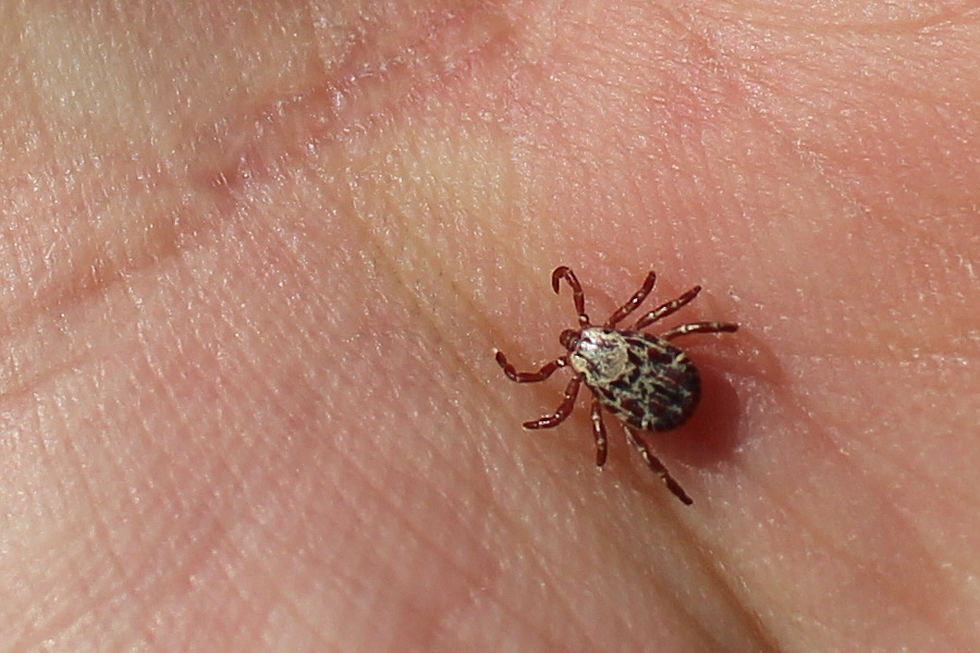 A magnificent specimen!