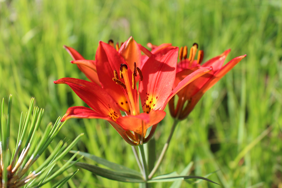 Never get tired of photographing these flowers!