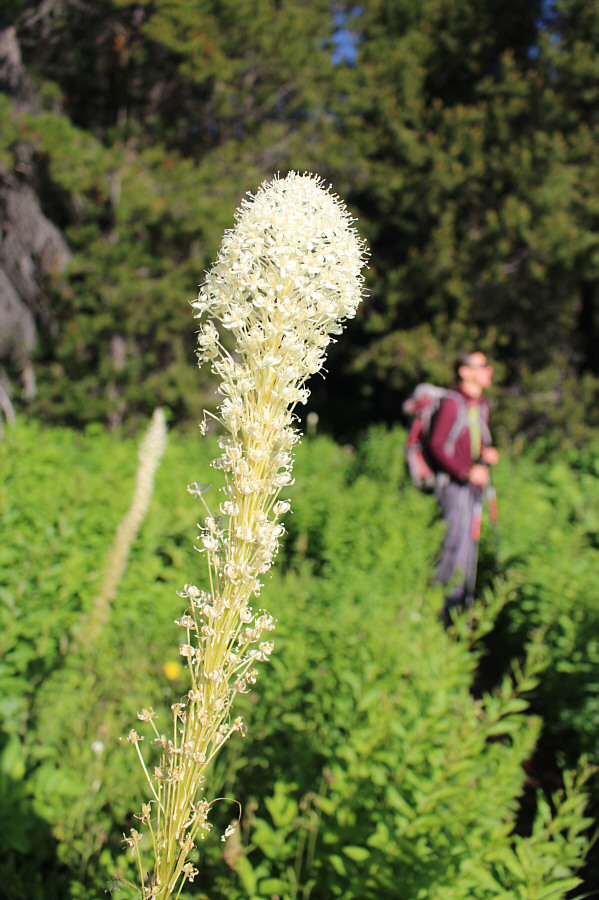Zosia thinks they're stinky flowers!