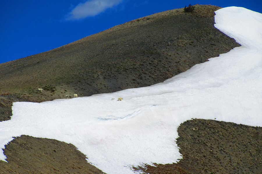 They must have heard us coming!