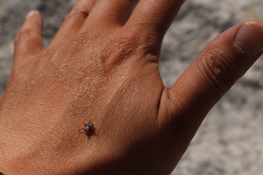 Never seems to stop moving...they just keep ticking!