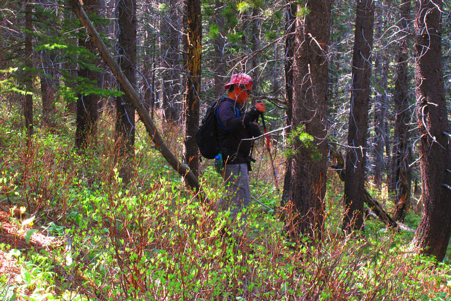 Trail? We don't need no stinkin' trail!
