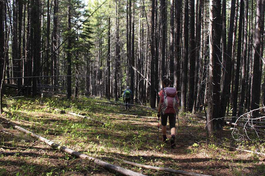 Doesn't look like this road has been used in a LONG time.