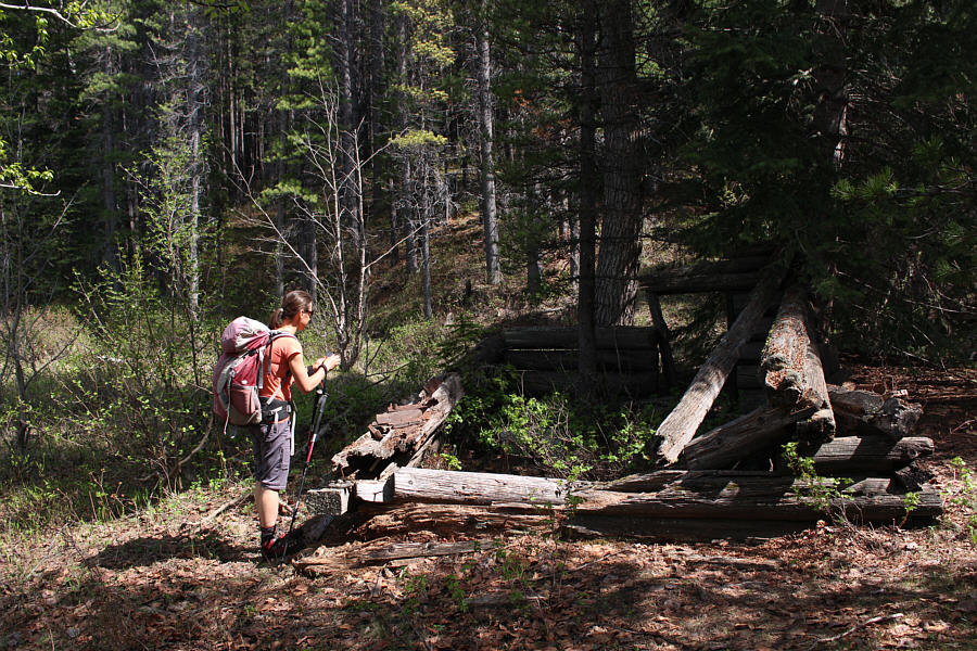 A tree growing in the middle of the living room is not good!