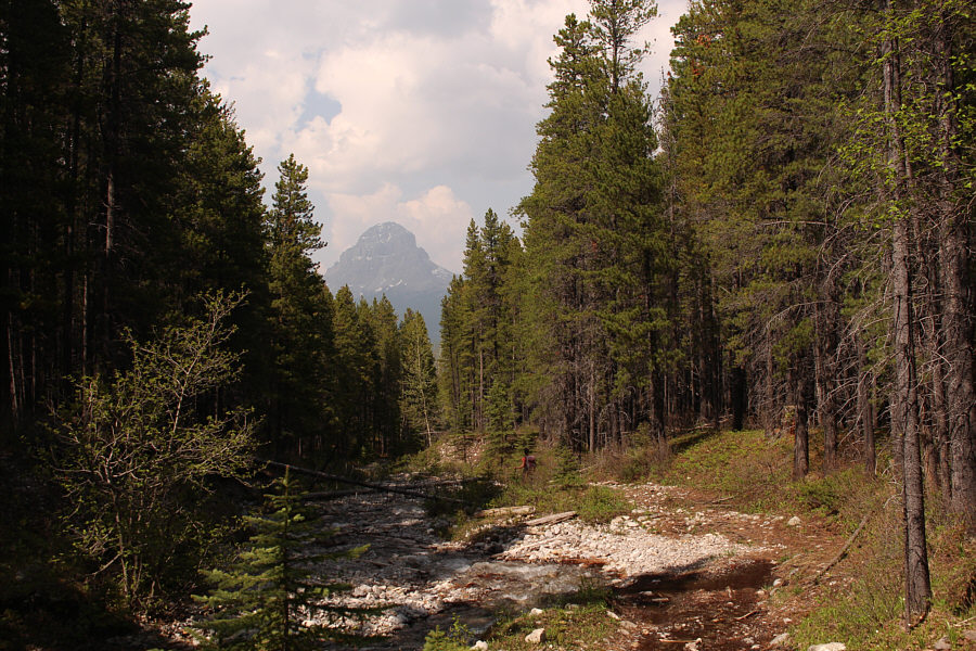 Bob is somewhere in the trees to the right of Zosia.