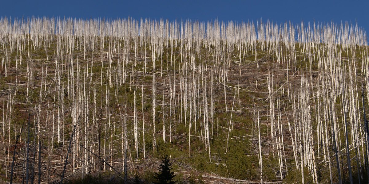 Seems like I can never find a toothpick when there is something stuck between my teeth!