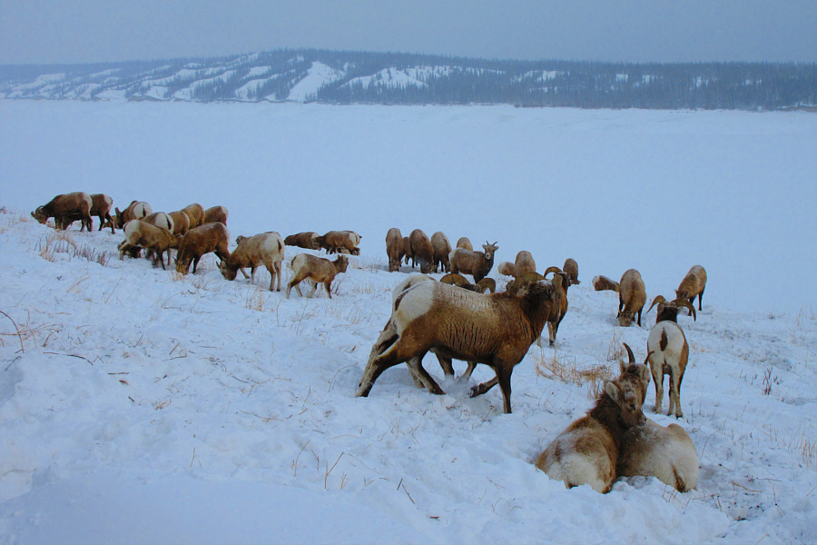 Chomp, chomp, chomp...baaa...chomp, chomp, chomp...