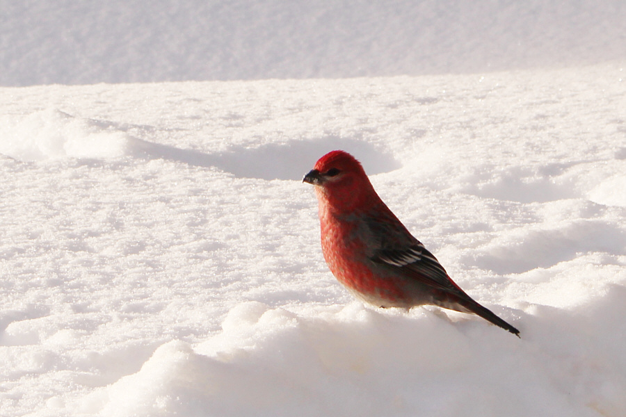 There were several of these, and I think they were attracted to the yellow snow near the shelter!