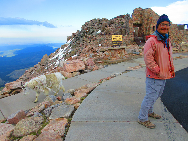 Mount Evans is the only place where I have seen mountain goats and bighorn sheep in the same area at the same time.
