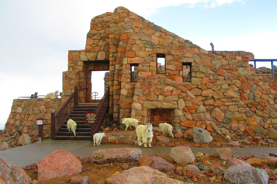 In case you haven't got your fill of goats yet!