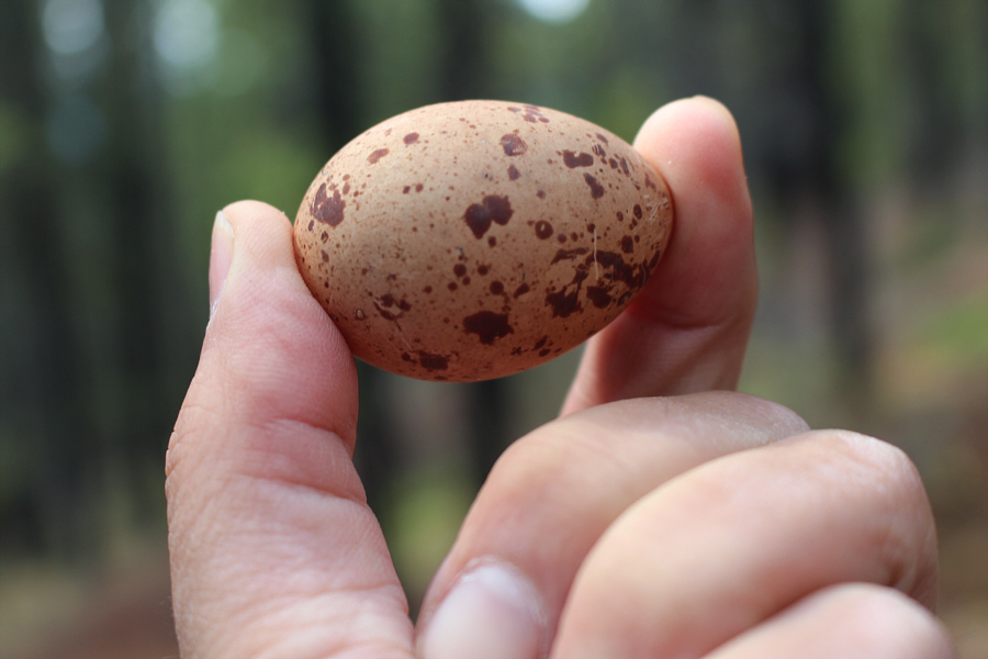 Zosia wanted to take it home and boil it!