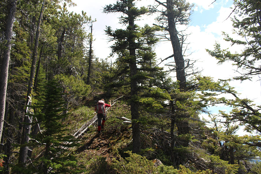 Still way better than having to bushwhack!