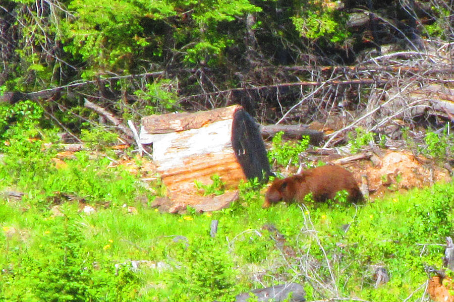 Despite the brown coat, I think that this is a black bear.